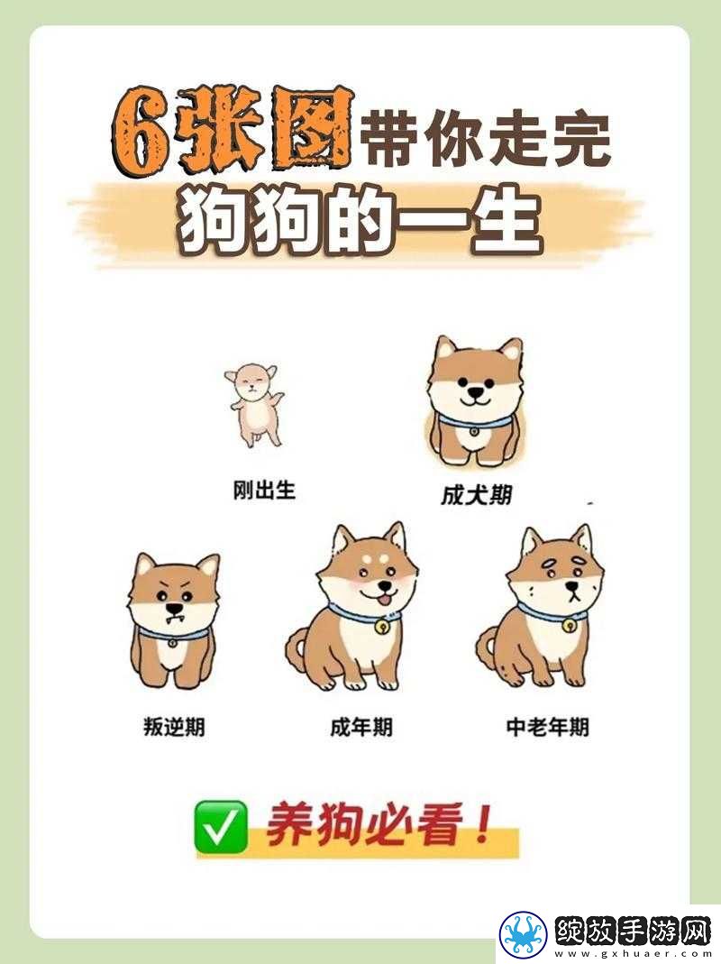 狗狗断奶后如何开启宠物养成新纪元