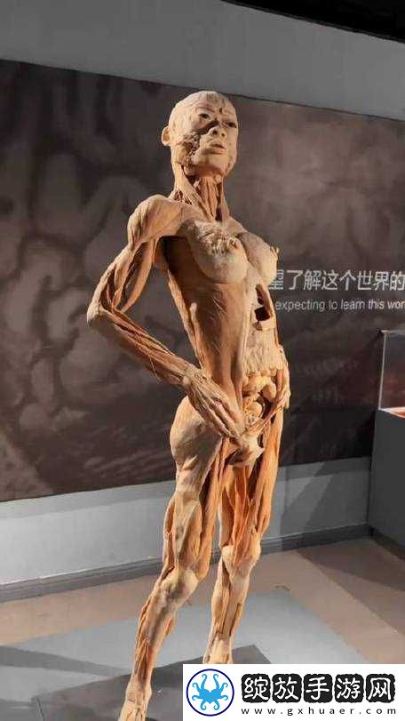 大体标本在医学研究中的应用与重要性