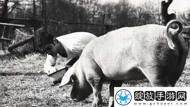 探索人、野兽、马、狗、猪之间的神秘联系