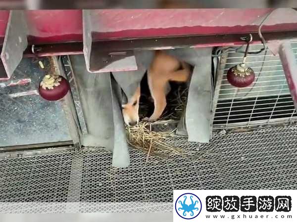 春节归家奇遇记友车内满载爱犬带窝共赴团圆路