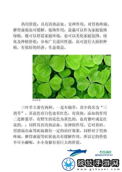 三叶草免费观看历史相关