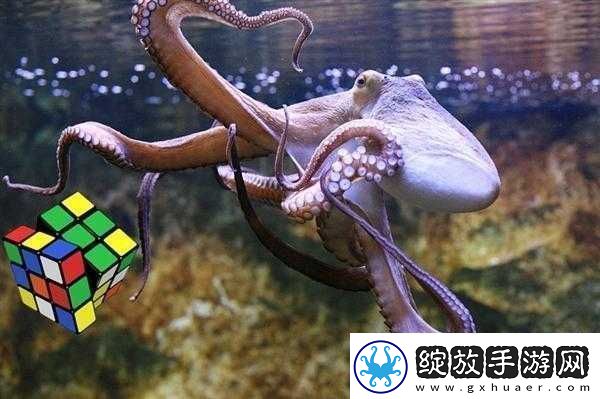 魔方世界探秘