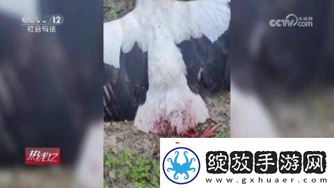 无人机拍摄鸟类引争议